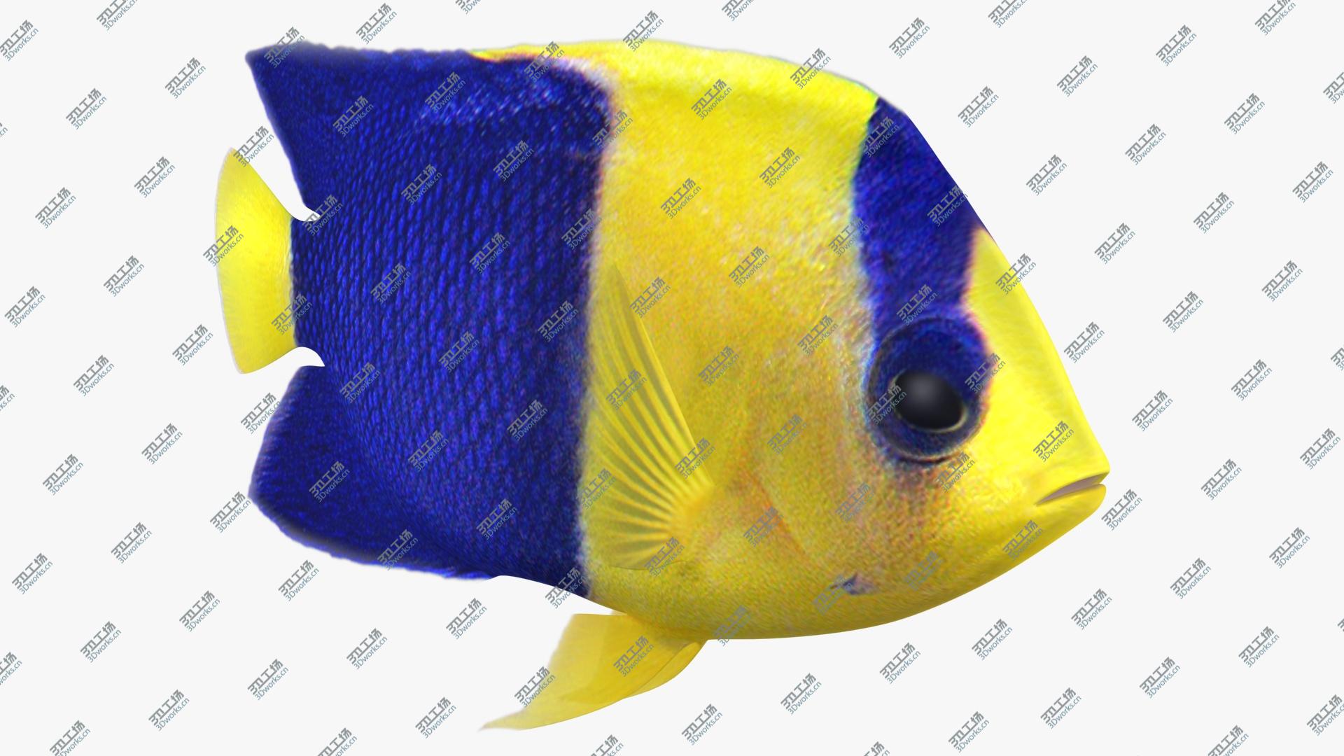 images/goods_img/202105071/3D Bicolor Angelfish Animated/2.jpg